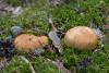 russula_subfoetens_05_t1.jpg