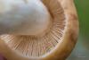 russula_subfoetens_06_t1.jpg