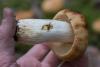 russula_subfoetens_07_t1.jpg