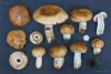 russula_subfoetens_09_t1.jpg