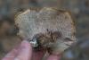 sarcodon-glaucopus_02_t1.jpg