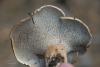 sarcodon-glaucopus_04_t1.jpg