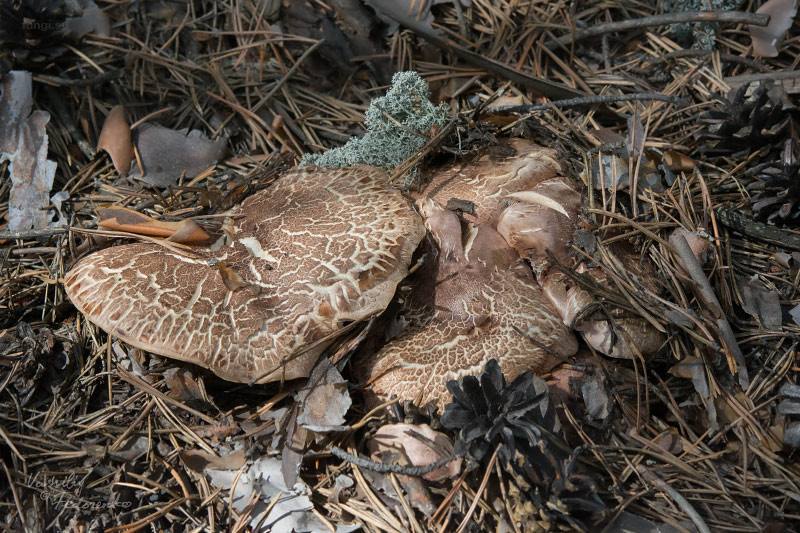 sarcodon-glaucopus_06.jpg