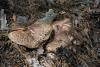 sarcodon-glaucopus_06_t1.jpg