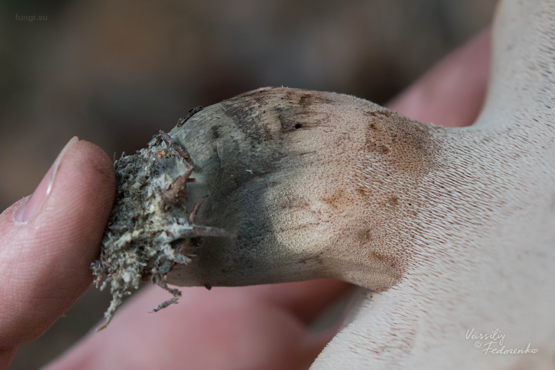sarcodon-glaucopus_07.jpg
