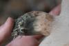 sarcodon-glaucopus_07_t1.jpg