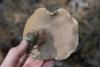 sarcodon-glaucopus_08_t1.jpg