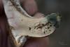 sarcodon-glaucopus_13_t1.jpg