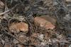 sarcodon-glaucopus_14_t1.jpg