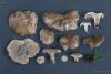 sarcodon-glaucopus_15_t1.jpg