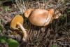 suillus-bovinus_01_t1.jpg