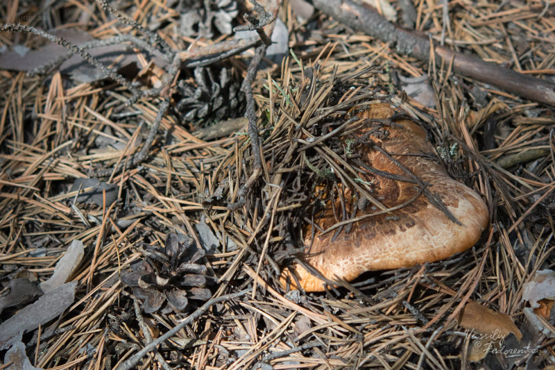 tricholoma-focale_01.jpg