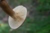 tricholoma-fulvum_03_t1.jpg