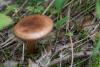 tricholoma_01_t1.jpg