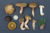 xerocomus-ferrugineus_01_t1_1.jpg