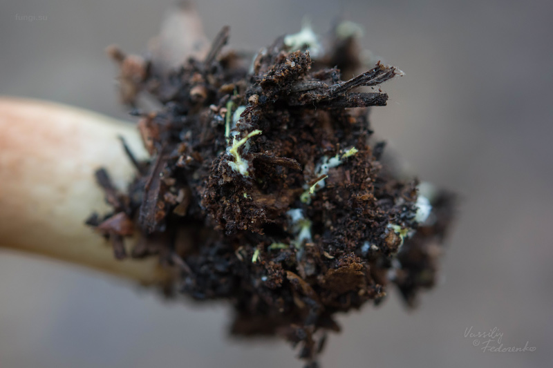 xerocomus-ferrugineus_03.jpg