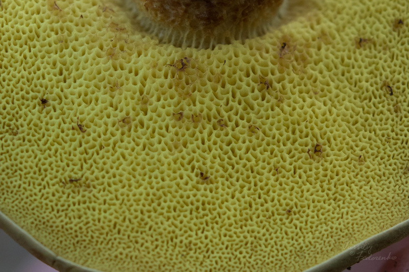xerocomus-ferrugineus_04.jpg