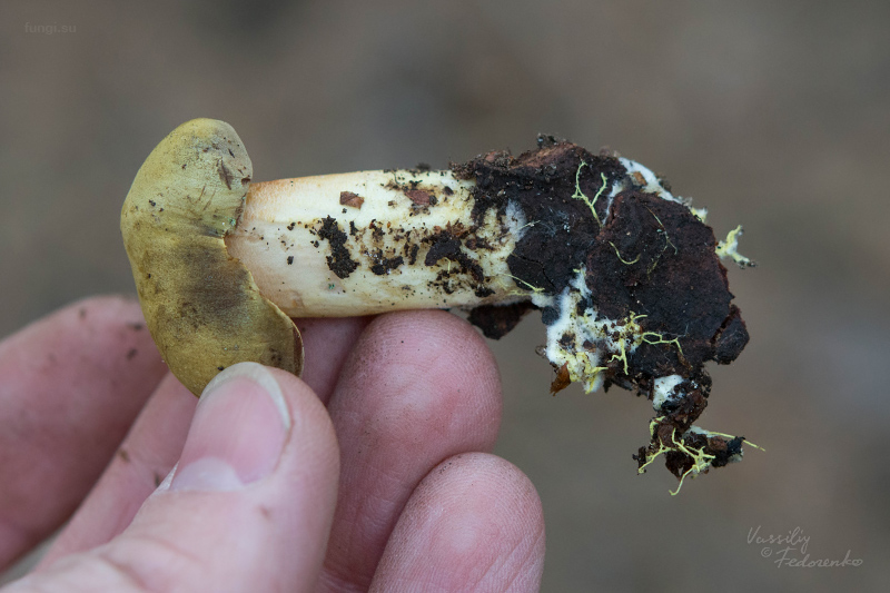 xerocomus-ferrugineus_06.jpg