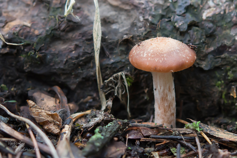 armillaria_01.jpg