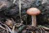 armillaria_01_t1.jpg