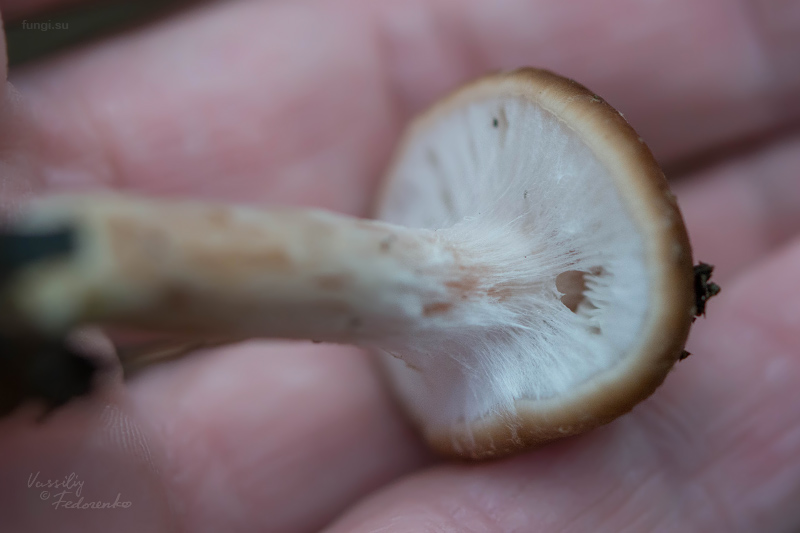 armillaria_04.jpg