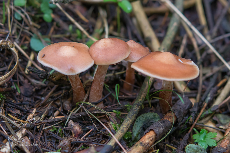 armillaria_05.jpg