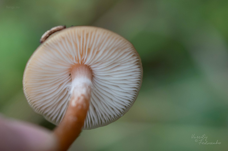 armillaria_06.jpg