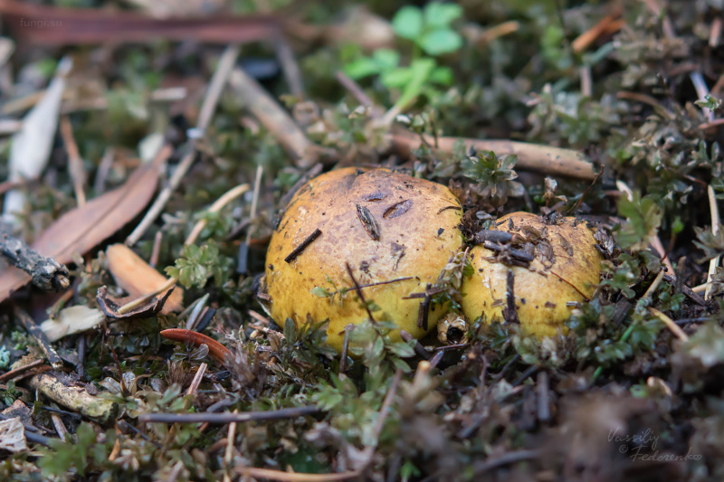 cortinarius_01_1.jpg