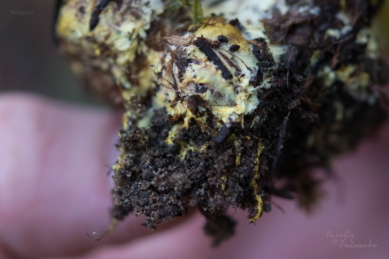 cortinarius_01_4.jpg
