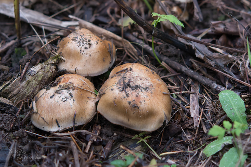 cortinarius_02_1.jpg