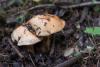 cortinarius_02_2_t1.jpg