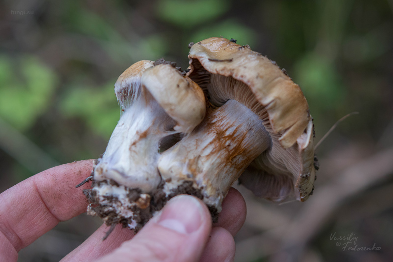 cortinarius_02_3.jpg