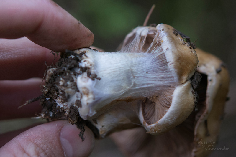 cortinarius_02_4.jpg