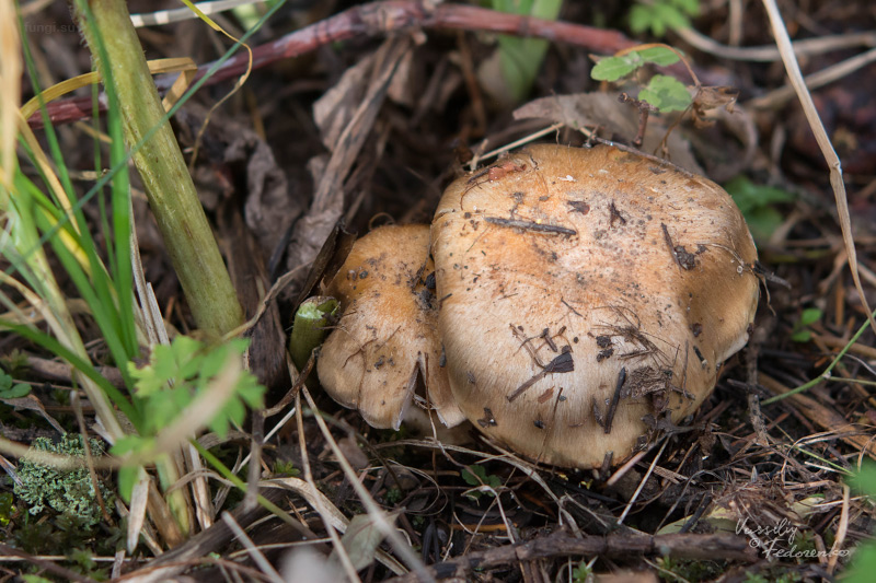 cortinarius_02_6.jpg