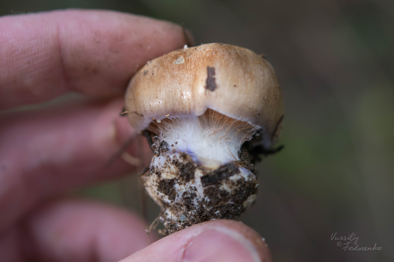 cortinarius_02_7.jpg