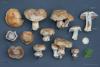 cortinarius_02_9_t1.jpg