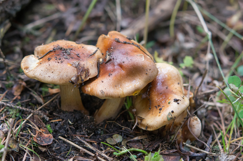 cortinarius_03_1.jpg