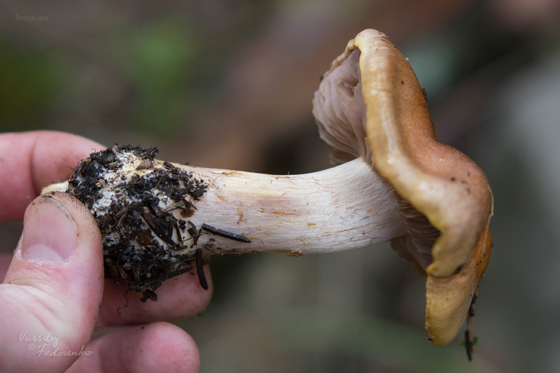 cortinarius_03_2.jpg