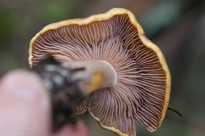 cortinarius_03_3.jpg