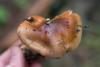 cortinarius_03_4_t1.jpg