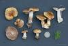 Cortinarius 013