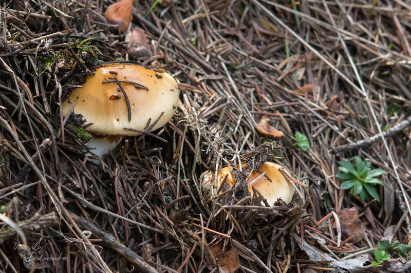 cortinarius_varius_01.jpg