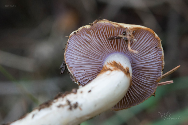 cortinarius_varius_03.jpg