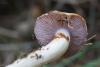 cortinarius_varius_03_t1.jpg