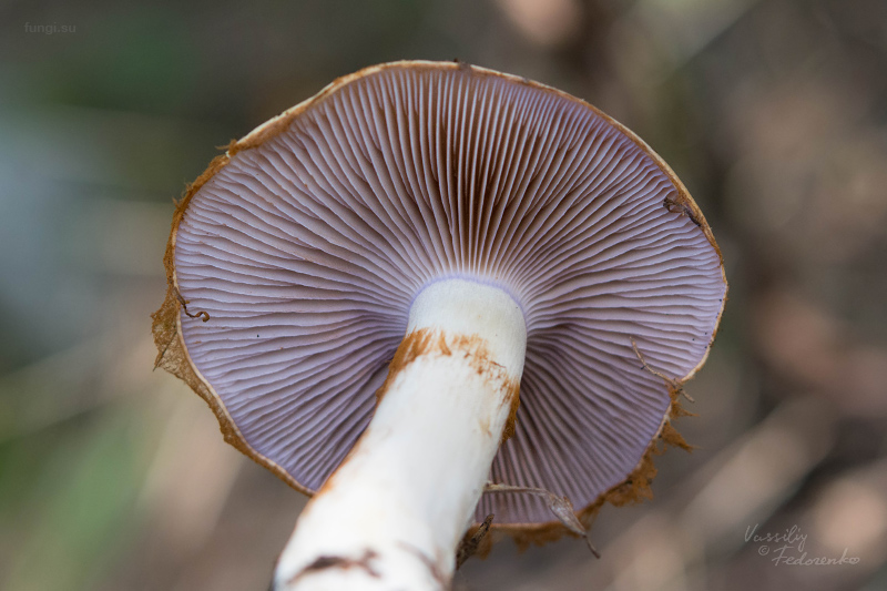 cortinarius_varius_05.jpg