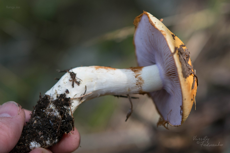 cortinarius_varius_06.jpg