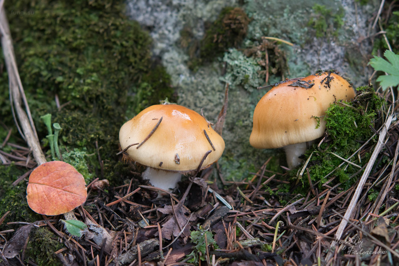 cortinarius_varius_07.jpg