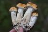 cortinarius_varius_08_t1.jpg