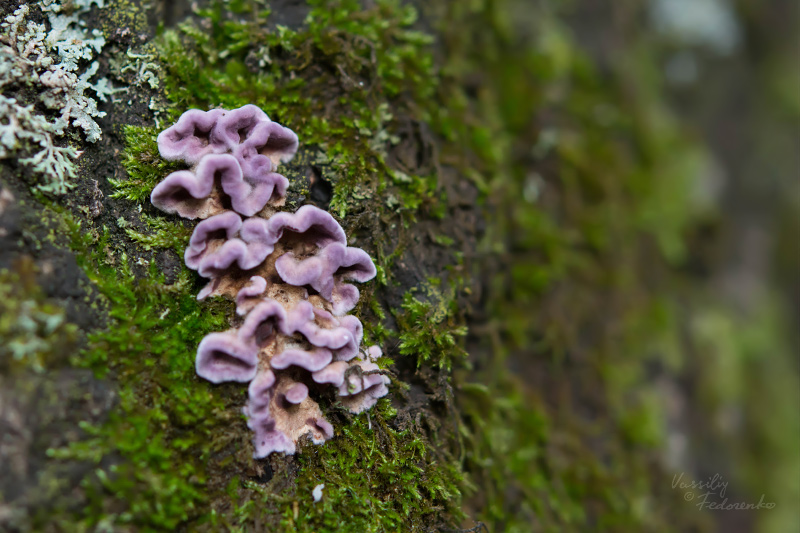 fungi_05.jpg