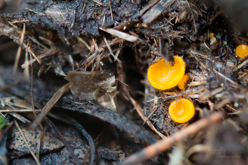 fungi_07.jpg